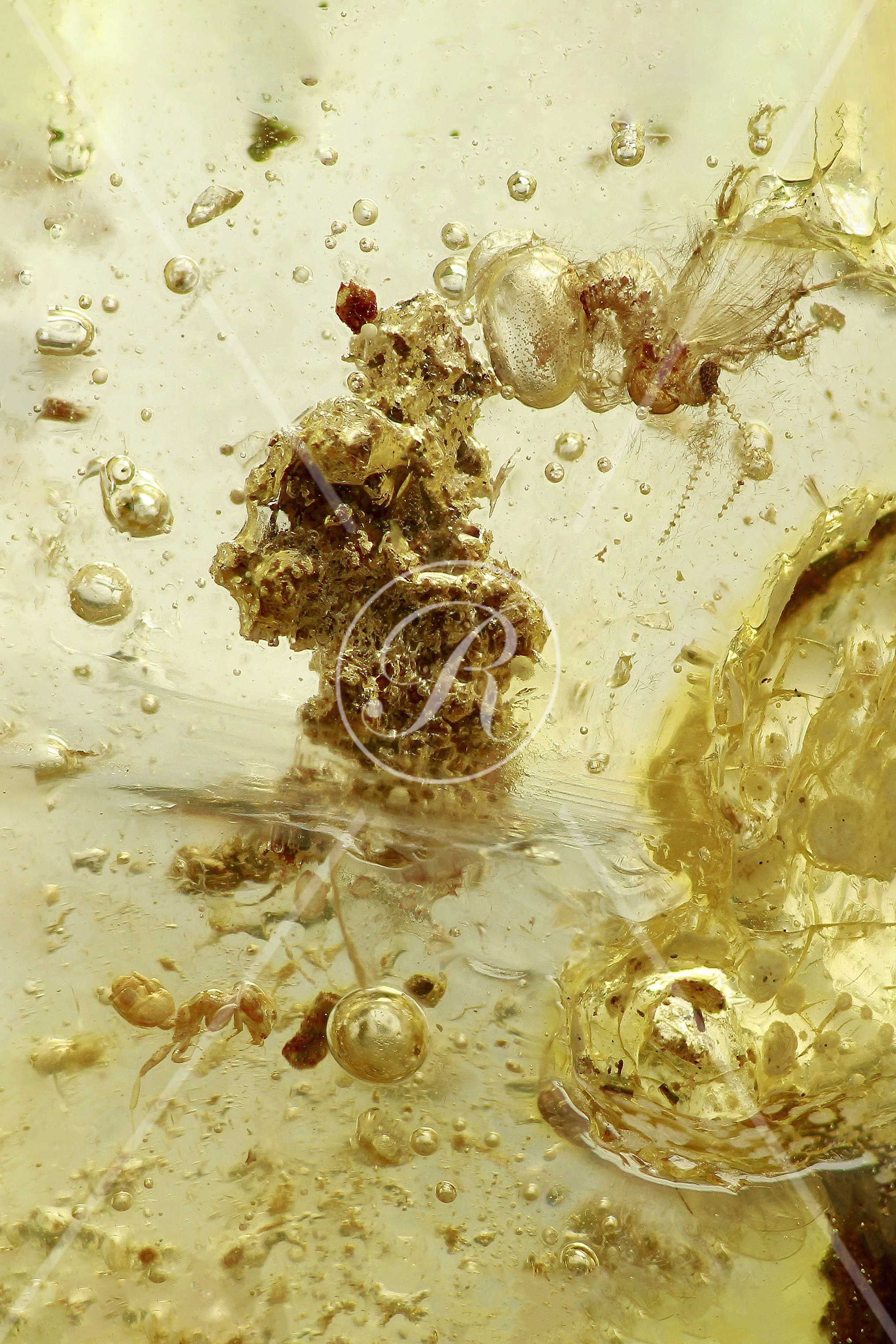 Watermark_216_N58 V1 .jpg